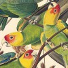 The Audubon Gallery